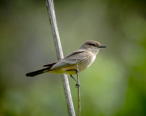 Say's Phoebe - James Kendall