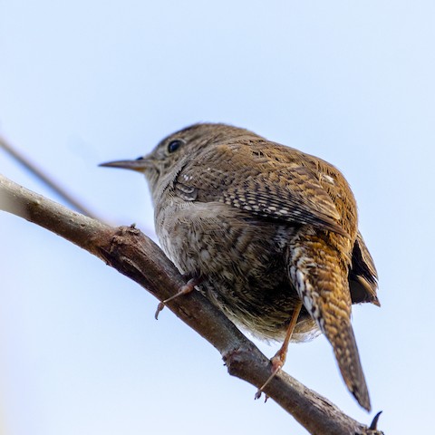 House Wren - James Kendall