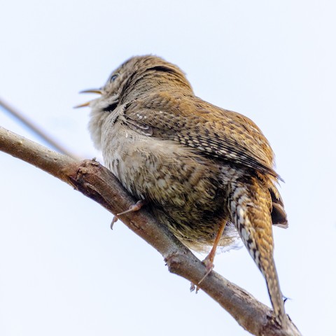 House Wren - James Kendall