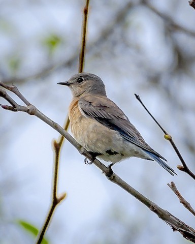 Western Bluebird - James Kendall