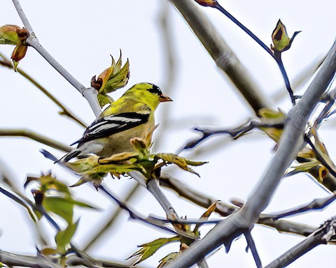 American Goldfinch - James Kendall