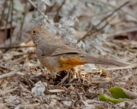 California Towhee - James Kendall