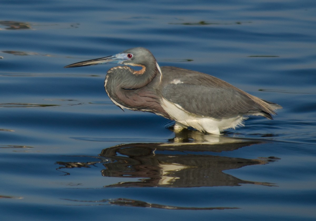 Tricolored Heron - Frank Fogarty