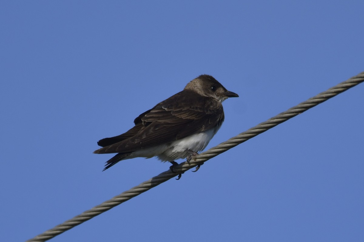 Brown-chested Martin - ML615476163