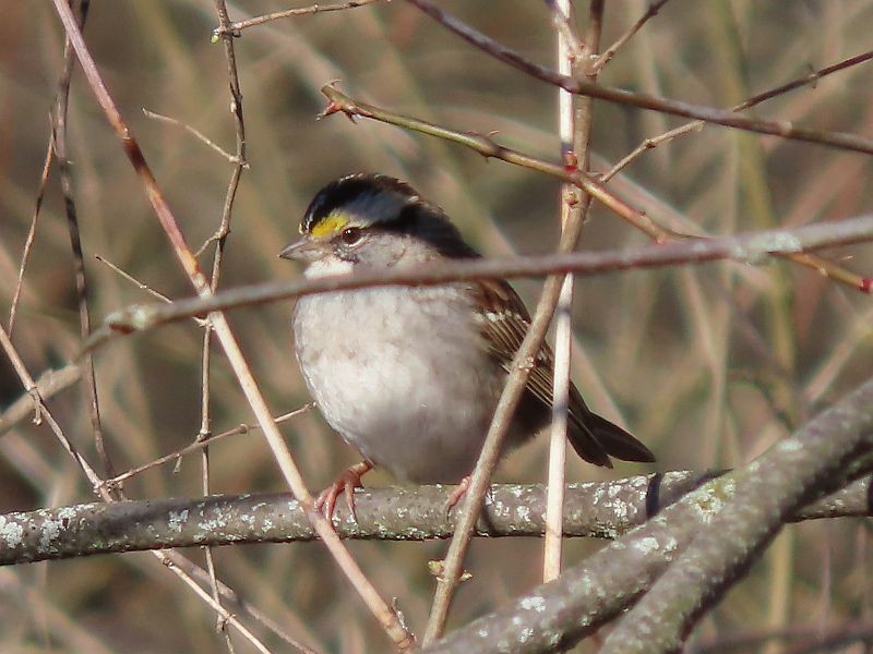 White-throated Sparrow - ML615476179