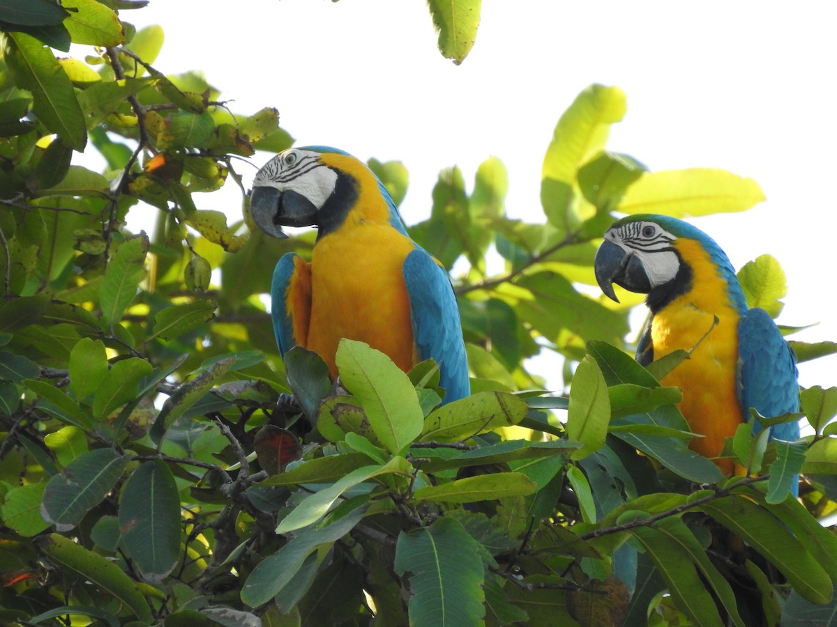 Blue-and-yellow Macaw - Greg Richardson