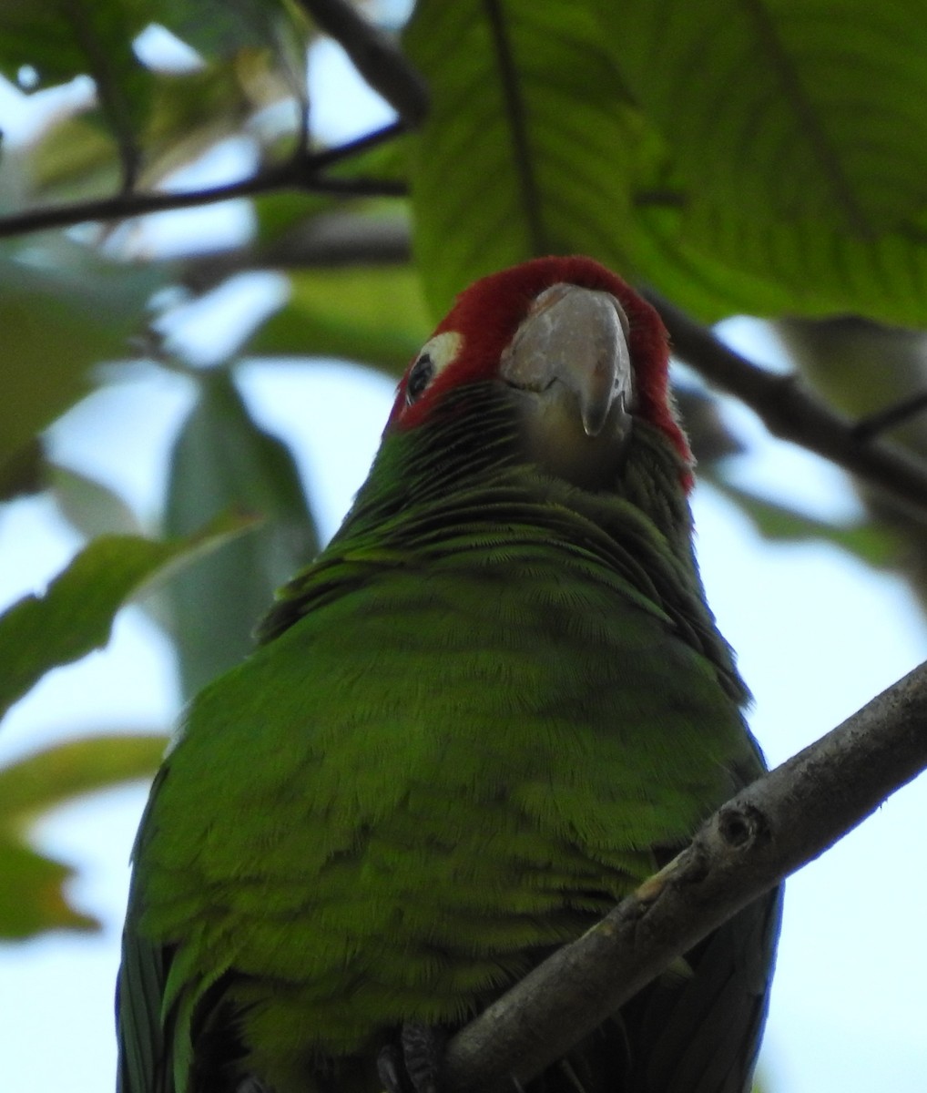 Red-masked Parakeet - ML615476582