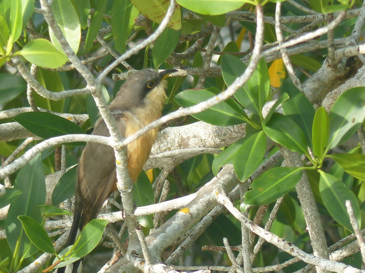 Mangrove Cuckoo - ML615476661