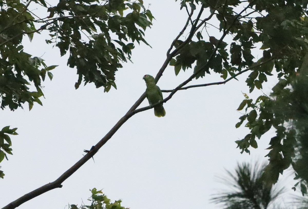Red-lored Parrot - ML615476783