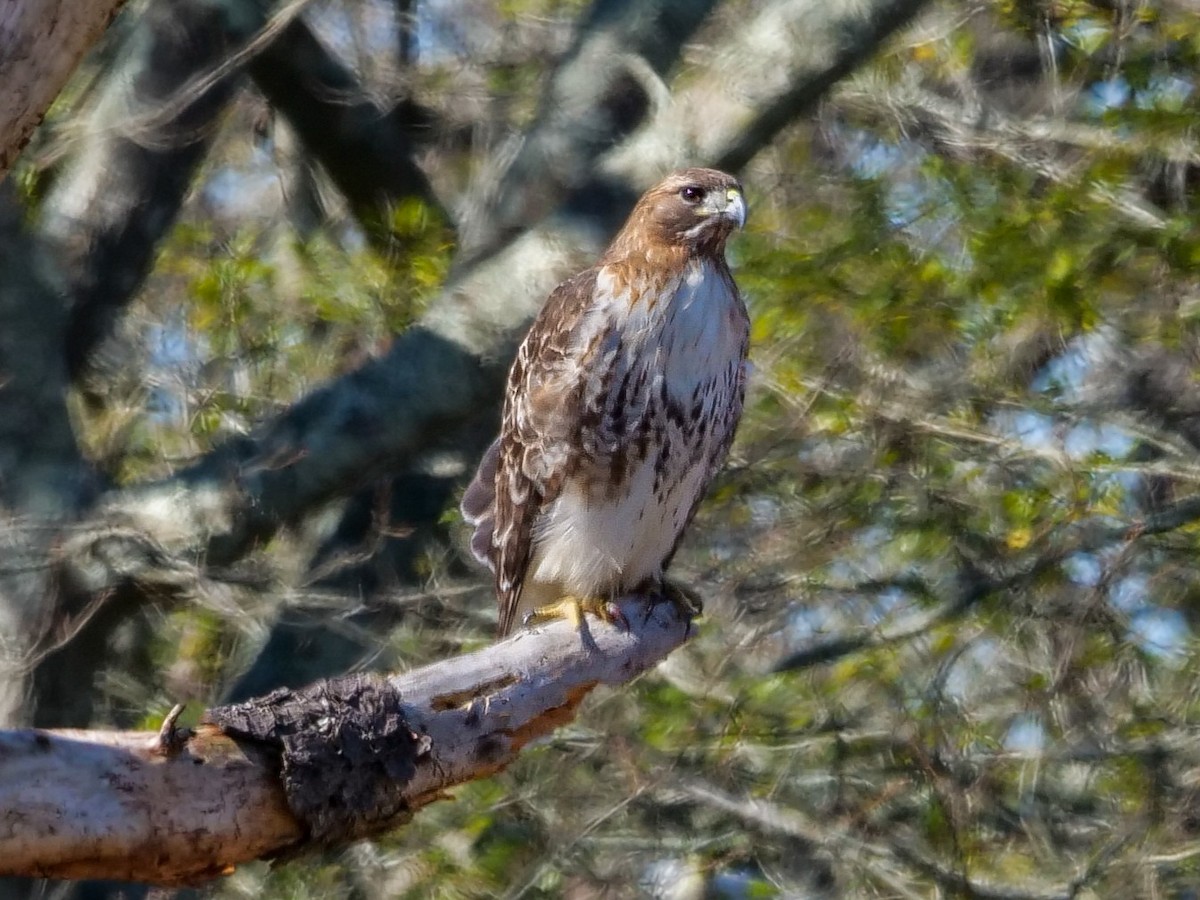Red-tailed Hawk - ML615476920