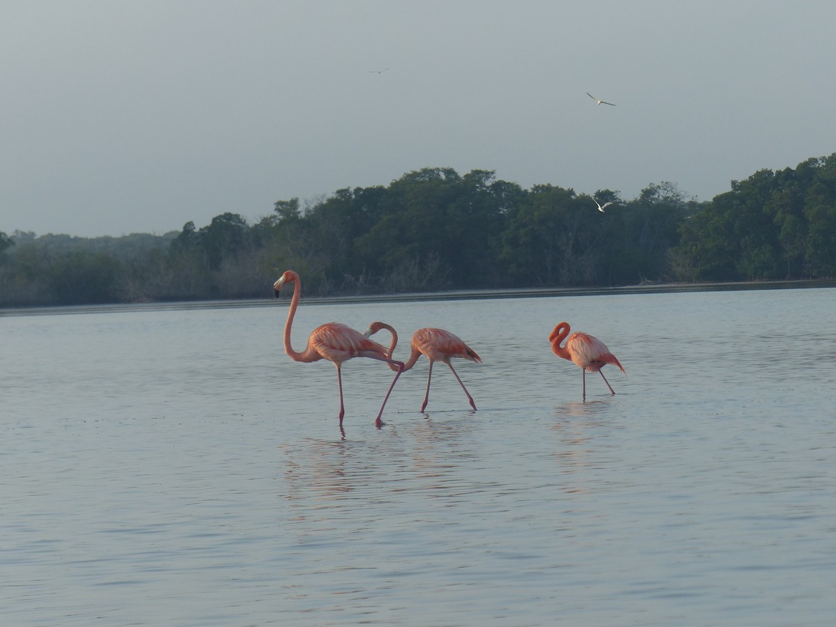 Amerika Flamingosu - ML615477030
