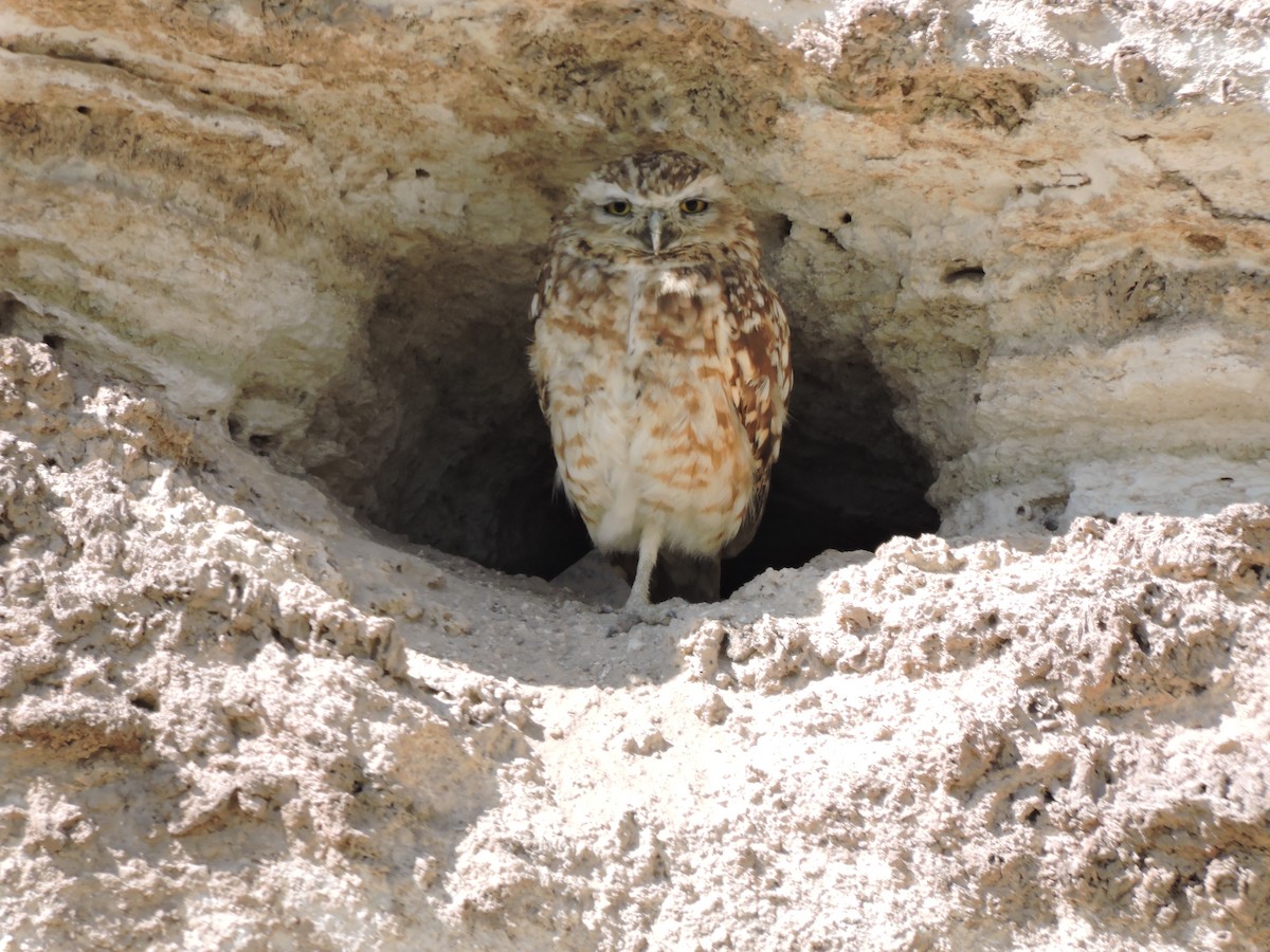 Burrowing Owl - ML615477150