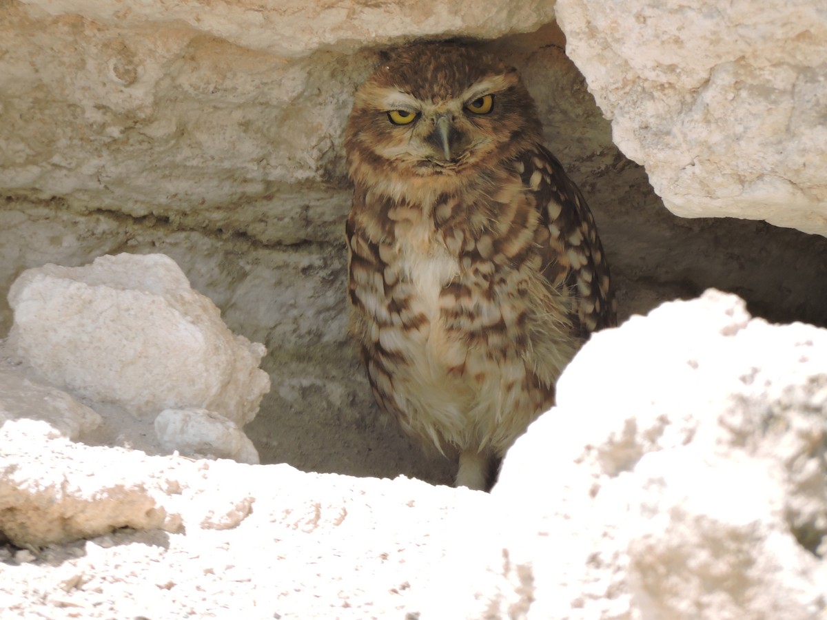 Burrowing Owl - ML615477180