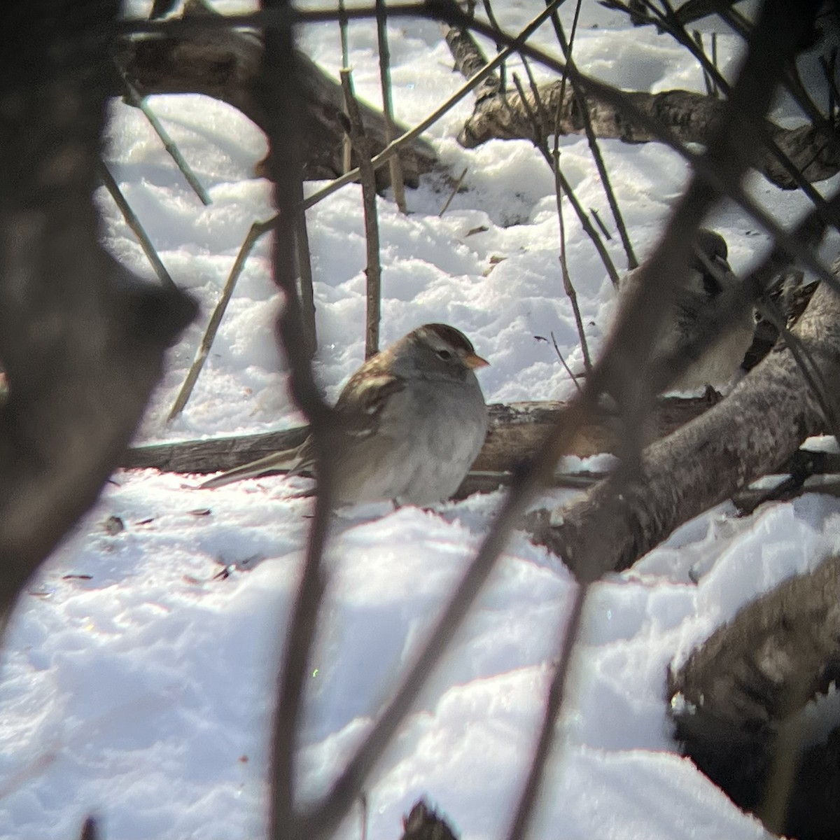 White-crowned Sparrow - ML615477207