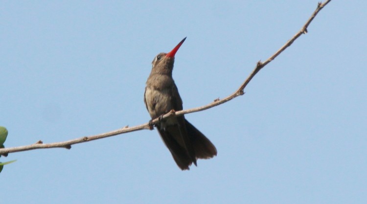 Dusky Hummingbird - ML61547721