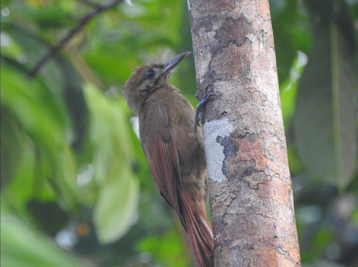 Plain-brown Woodcreeper - Raul Afonso Pommer-Barbosa - Amazon Birdwatching
