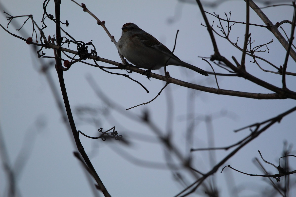 American Tree Sparrow - ML615477277