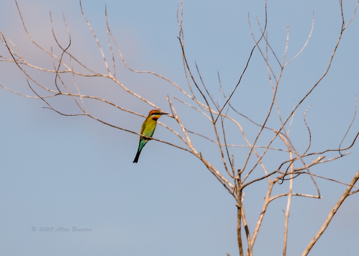 Rainbow Bee-eater - ML615477610