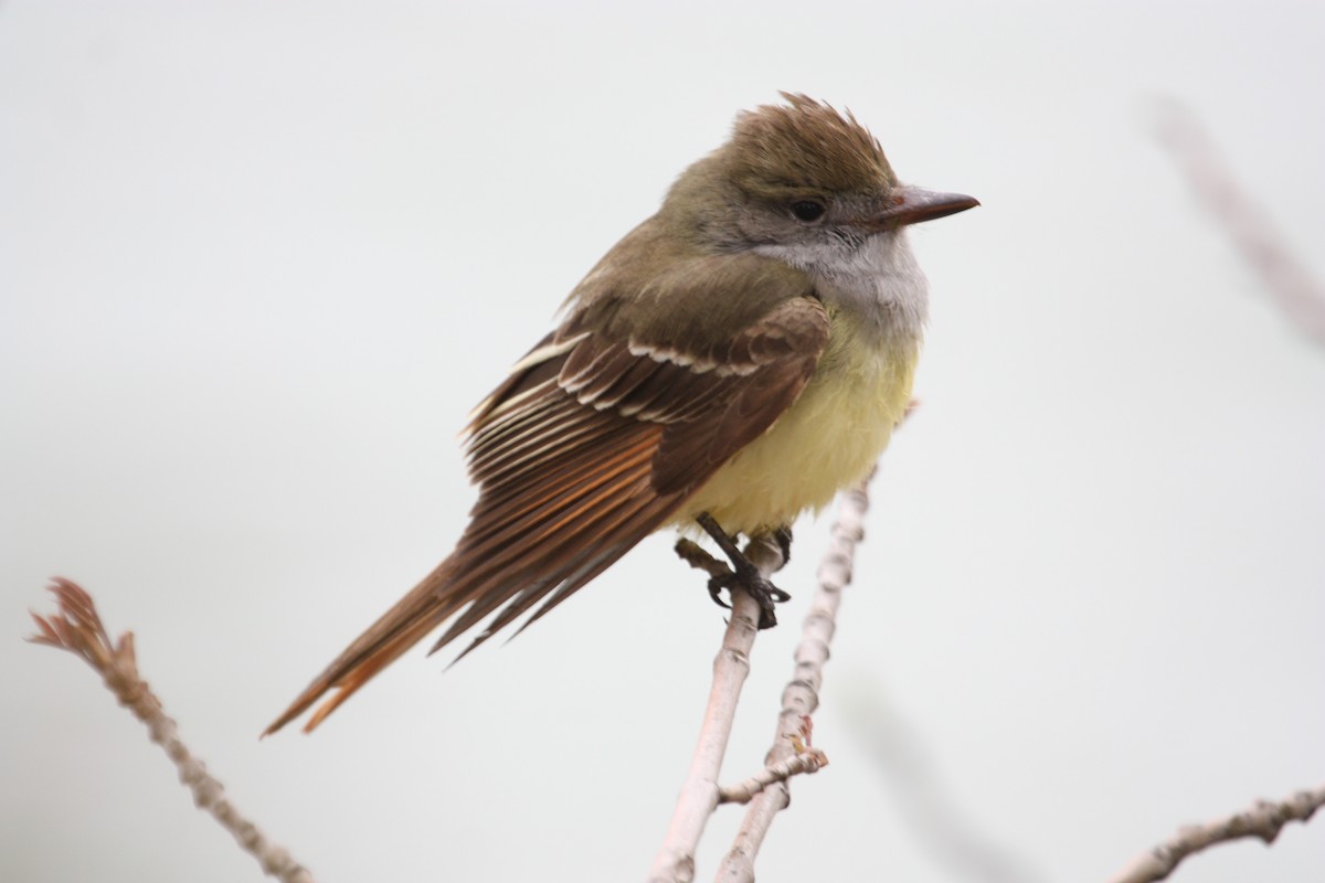 Great Crested Flycatcher - ML615477744