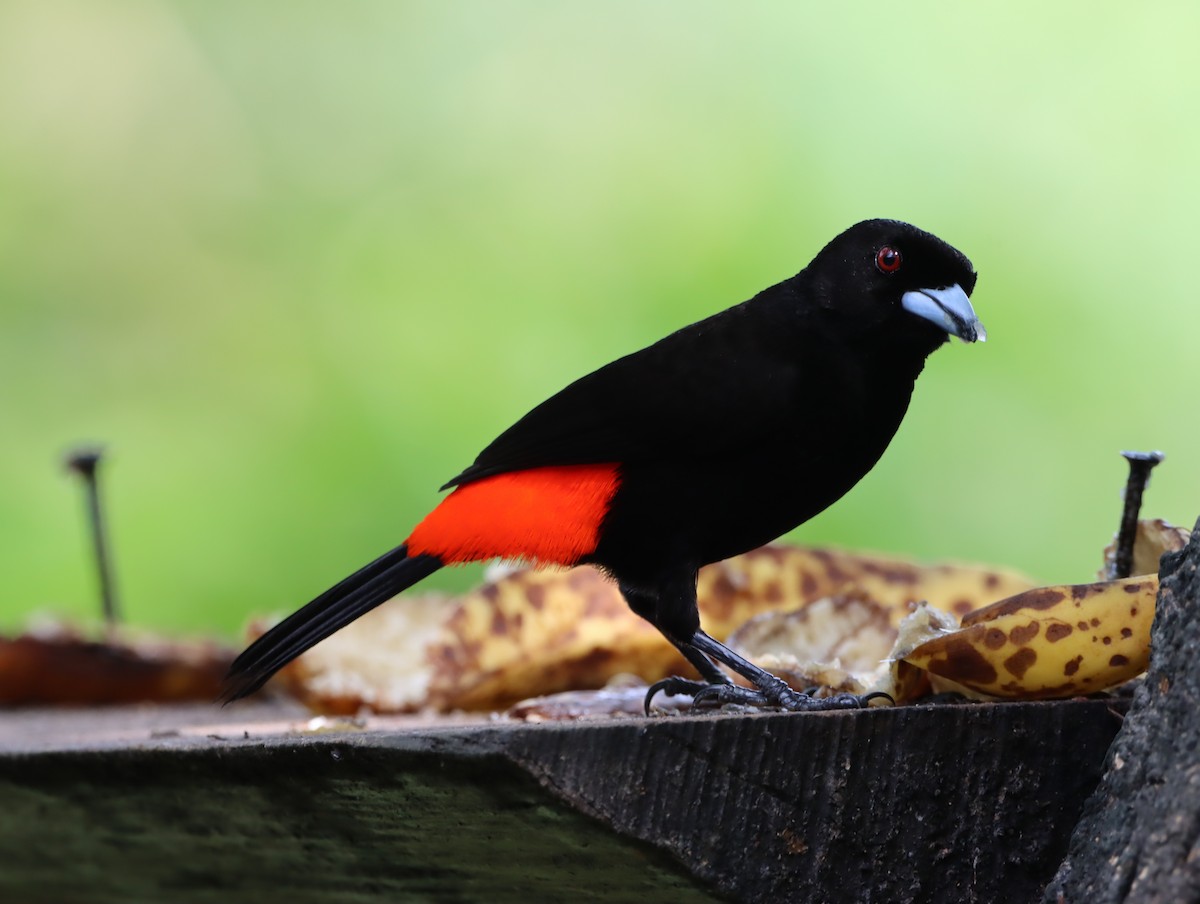 Scarlet-rumped Tanager - ML615477782