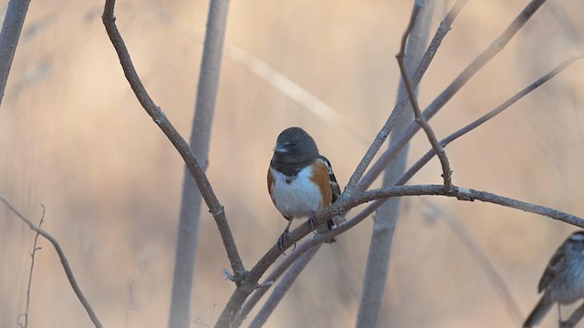 Spotted Towhee - ML615477939