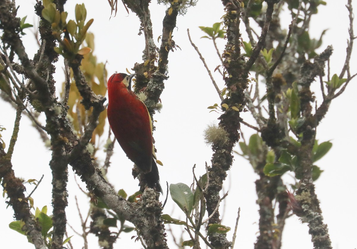 Crimson-mantled Woodpecker - ML615478160