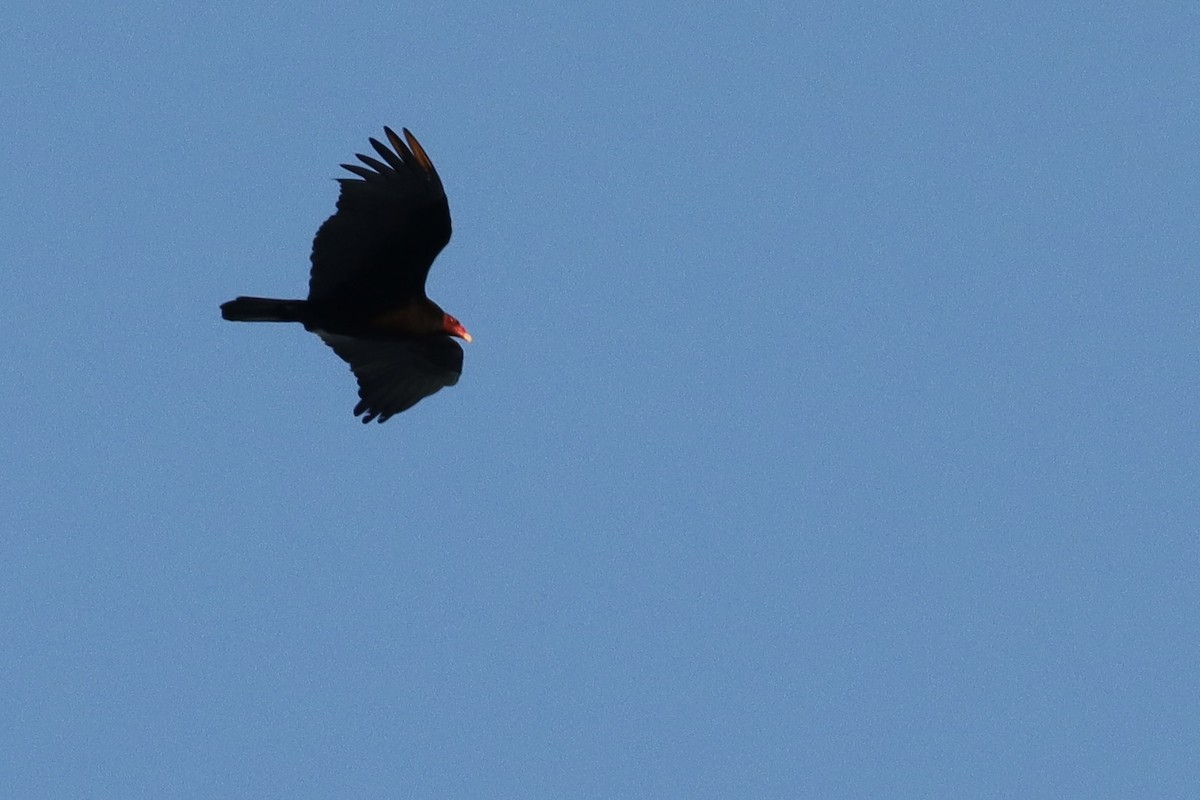 Turkey Vulture (Northern) - ML615478257