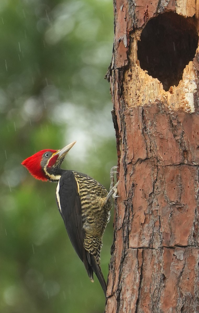 Lineated Woodpecker - Jack Maynard