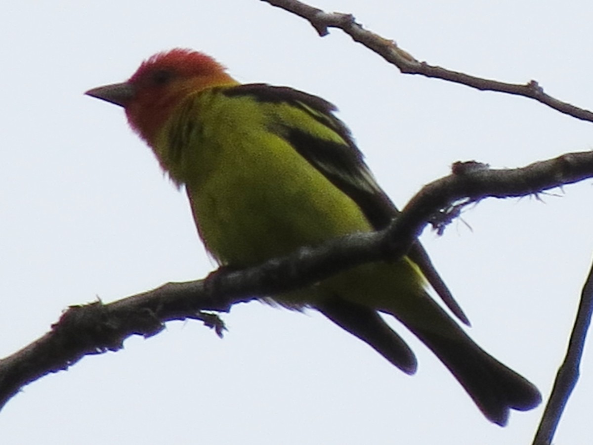 Western Tanager - ML61547851
