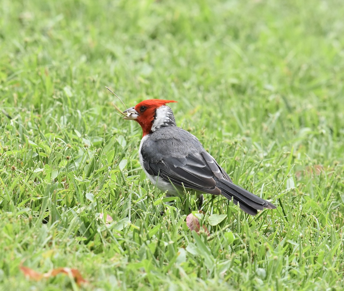 Red-crested Cardinal - Giovanni   Pari