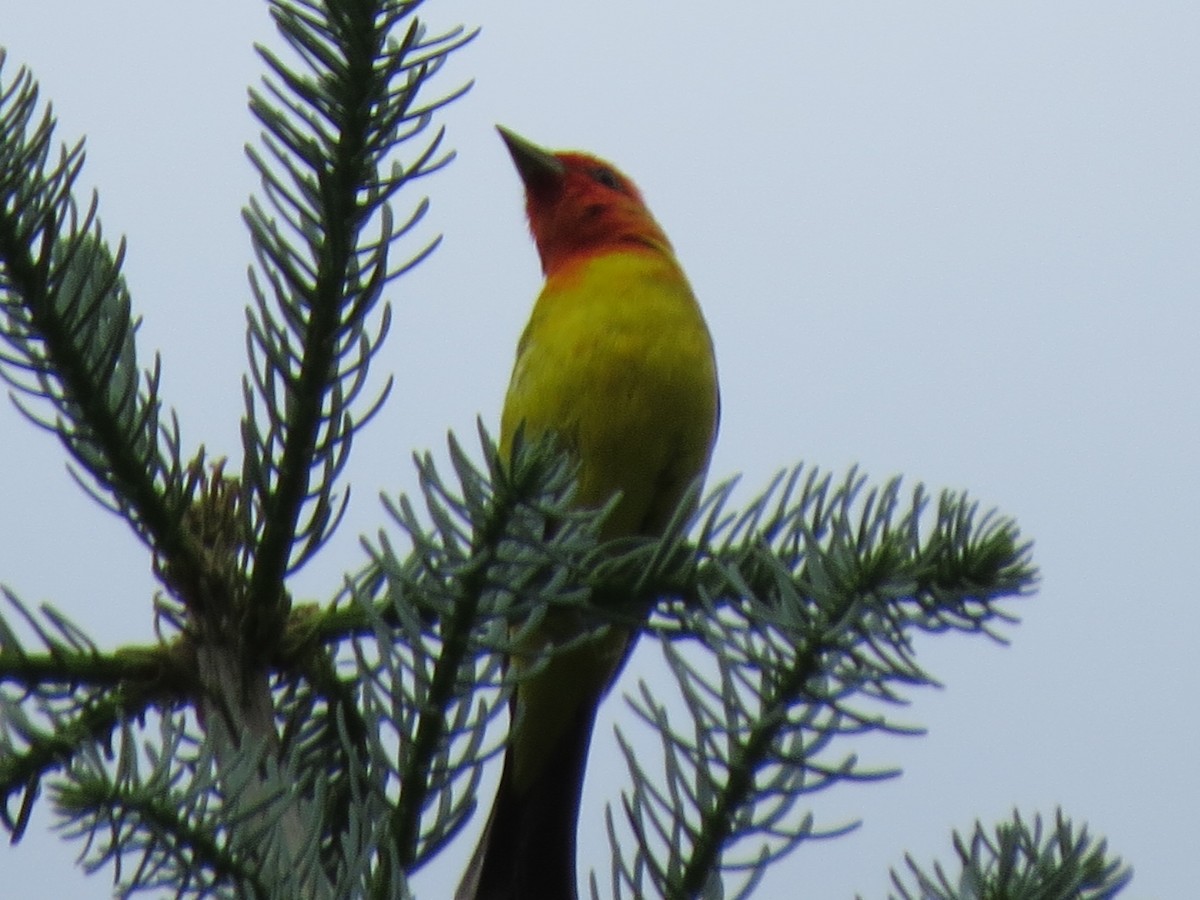 Western Tanager - ML61547861