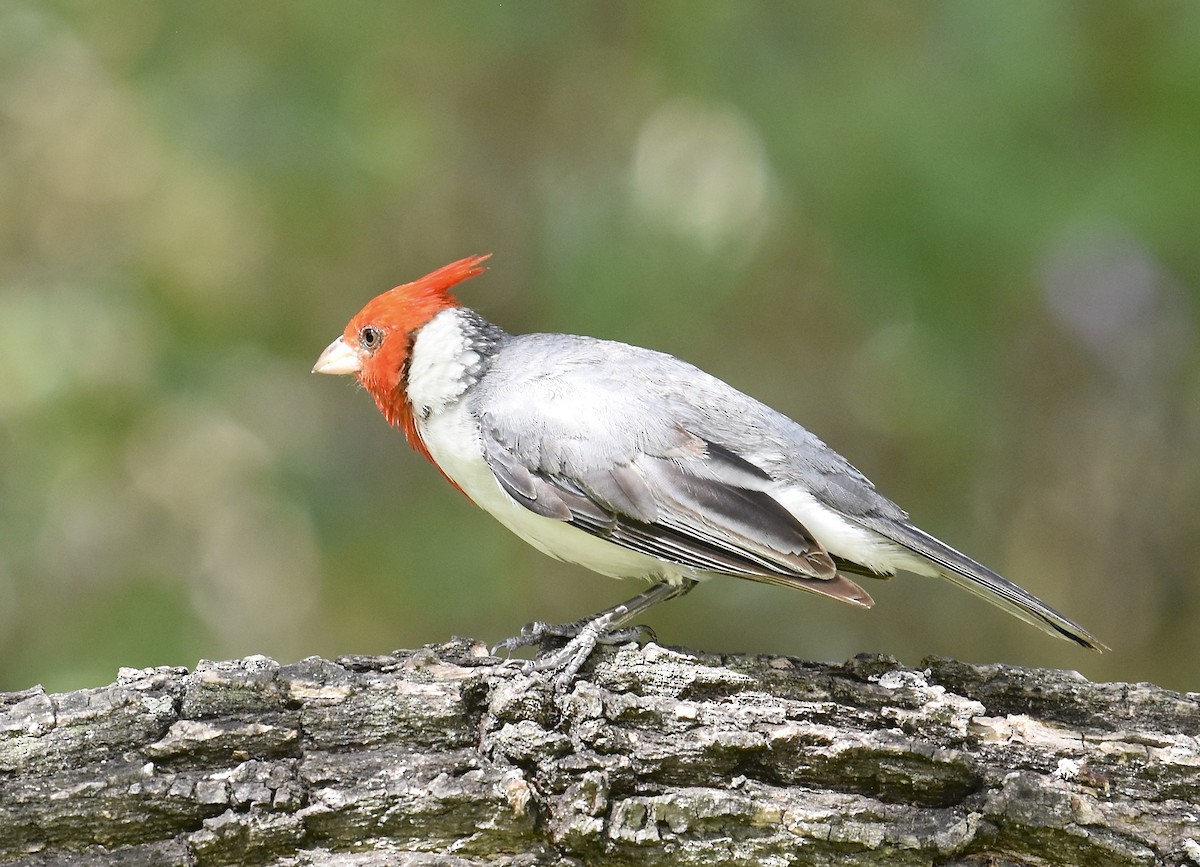 Red-crested Cardinal - ML615478815