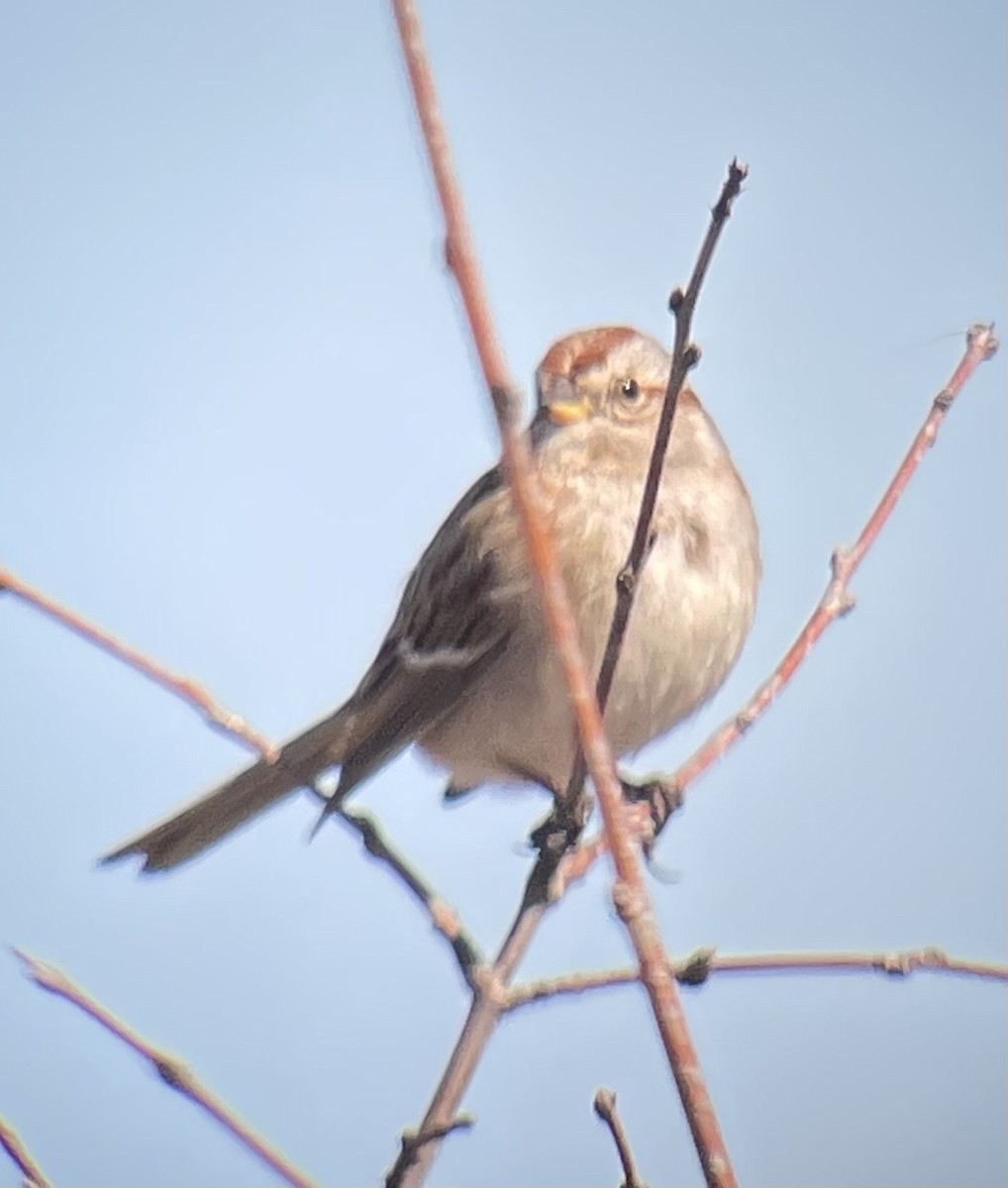 American Tree Sparrow - ML615478853