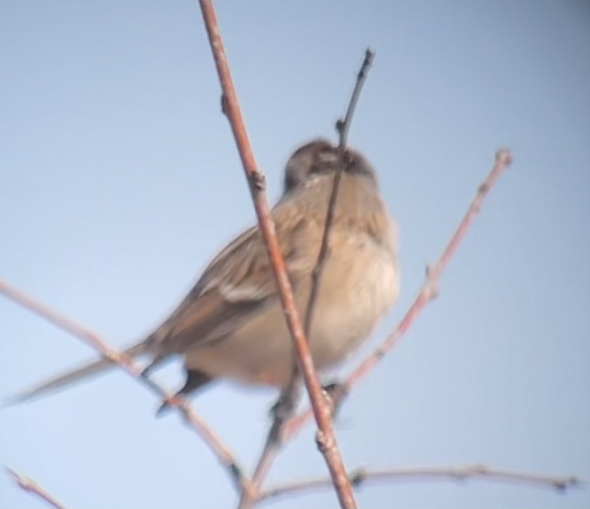 American Tree Sparrow - ML615478854