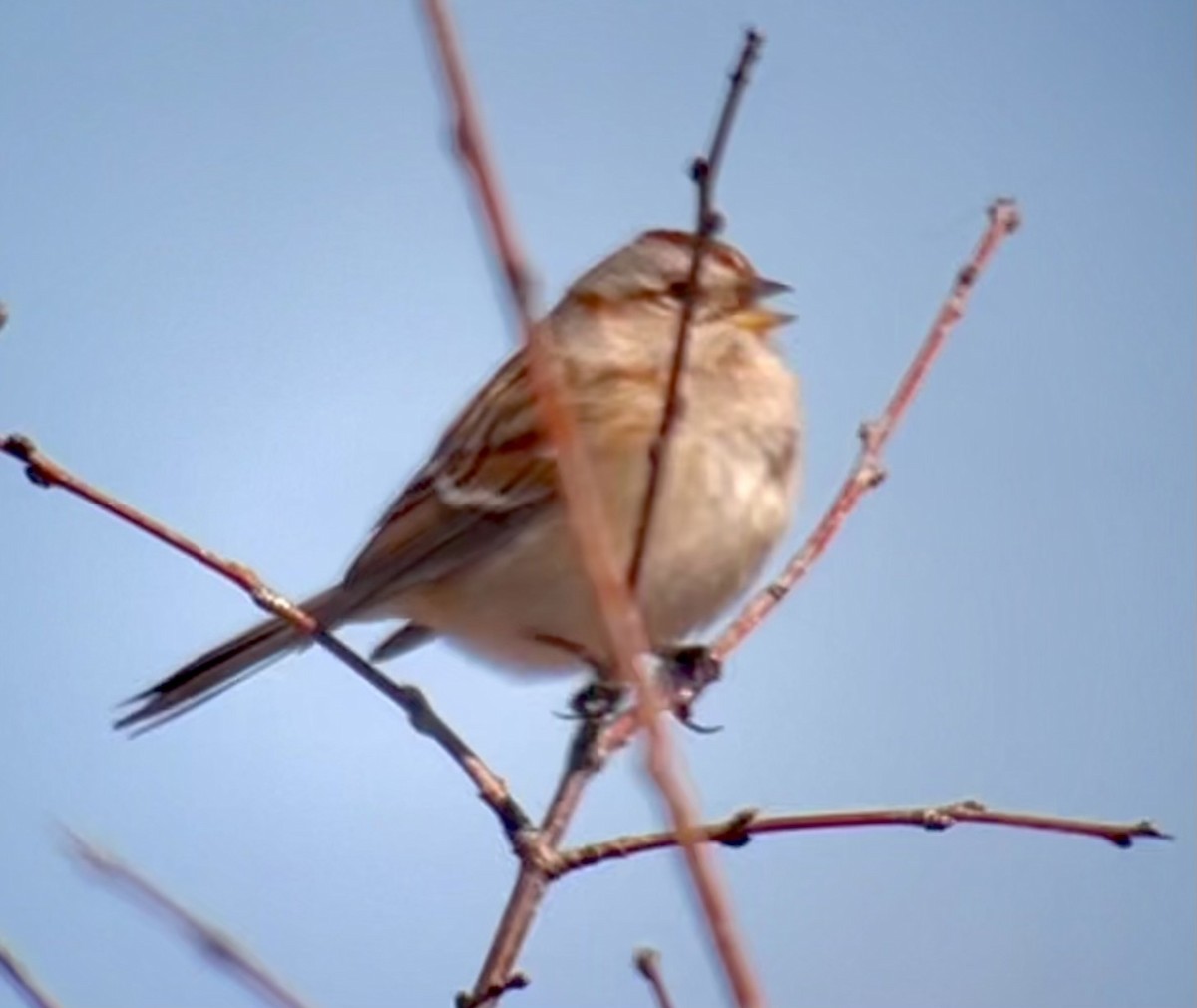 American Tree Sparrow - ML615478855