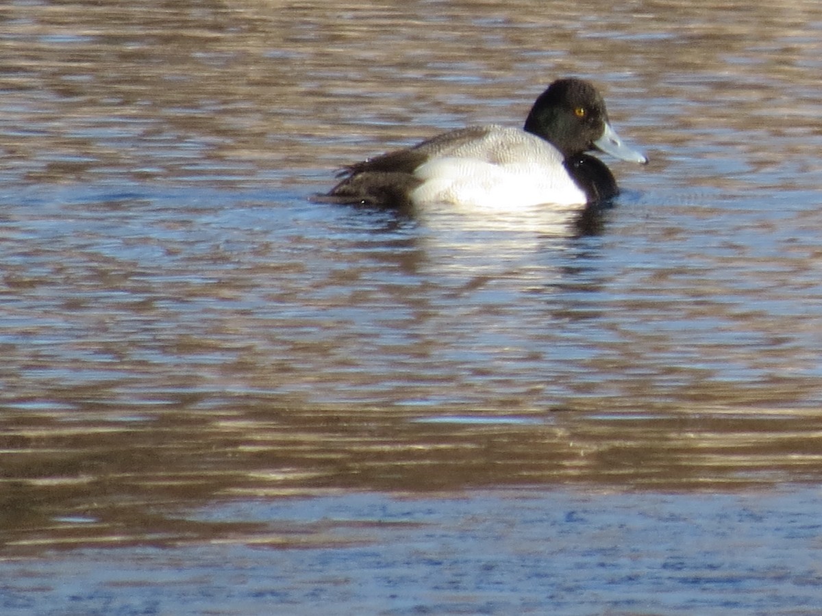 Lesser Scaup - Jerry Smith
