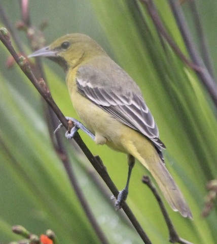 Top eBirders Santa Cruz CA US eBird