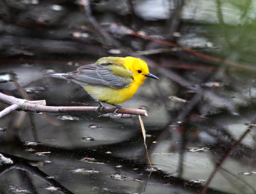 Prothonotary Warbler - ML615478992