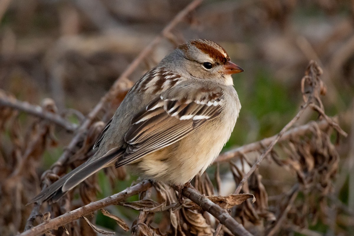 White-crowned Sparrow (leucophrys) - Will Krohn
