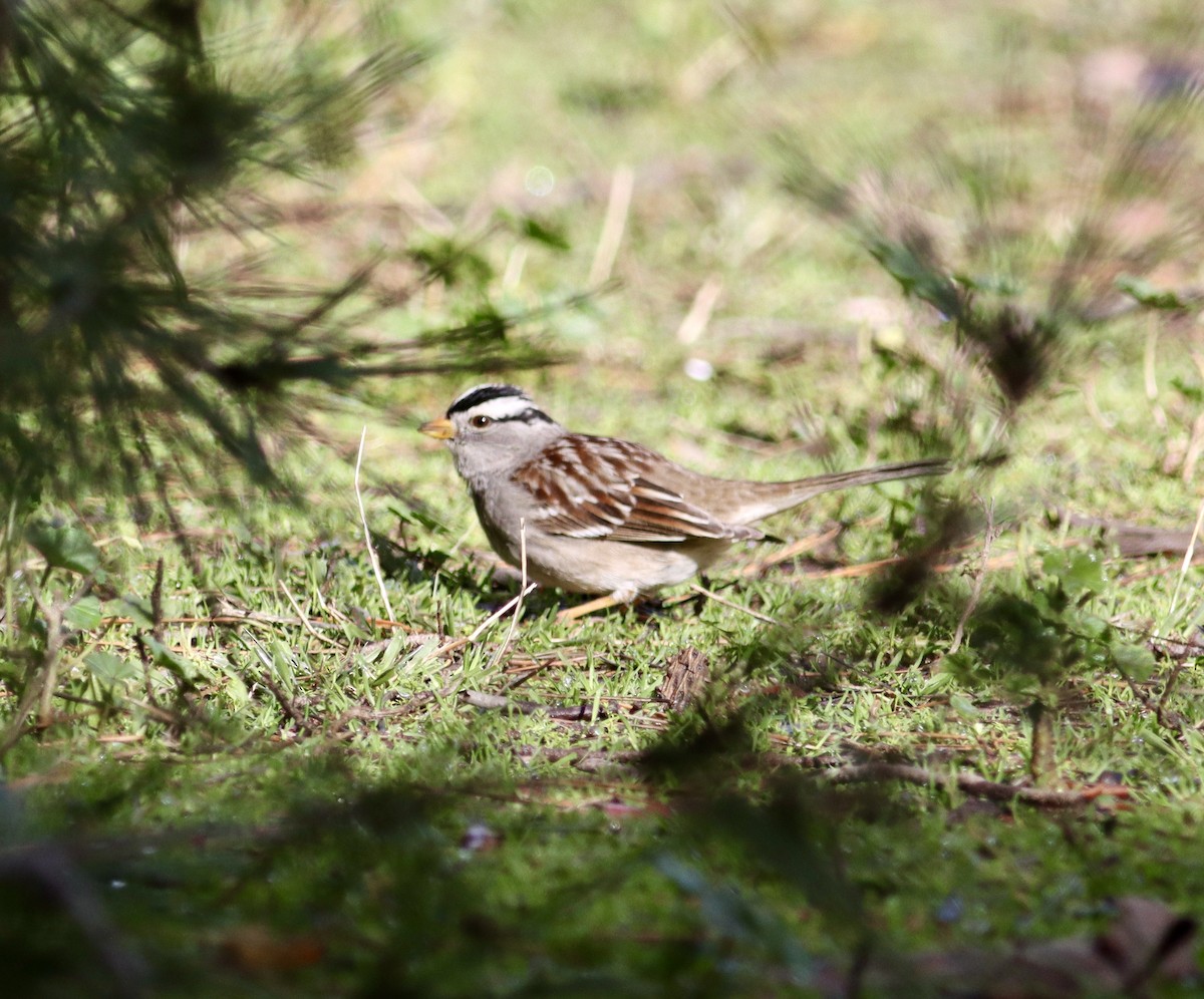 White-crowned Sparrow - Ira Blitz