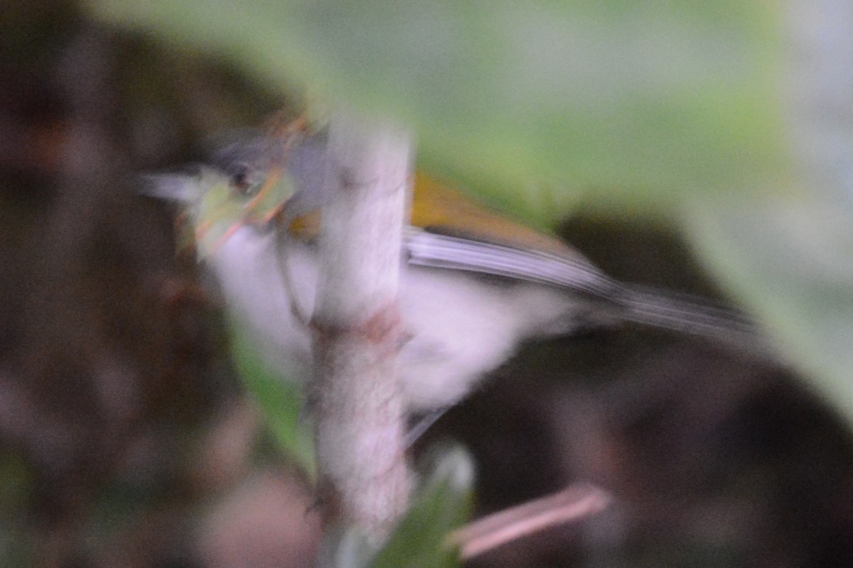 White-winged Warbler - ML615479060