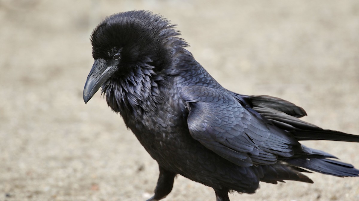Common Raven - ML615479091