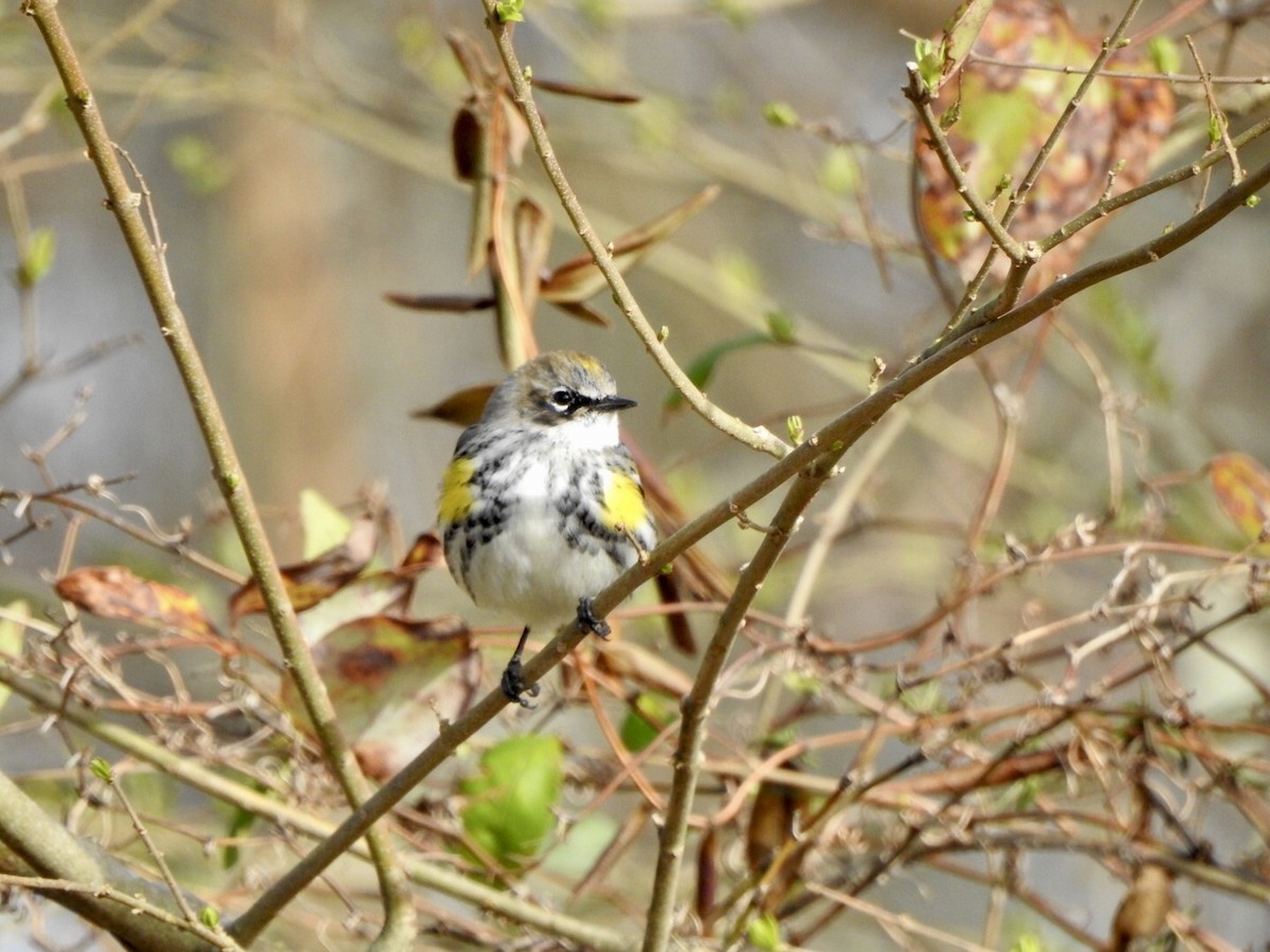 Yellow-rumped Warbler - ML615479228