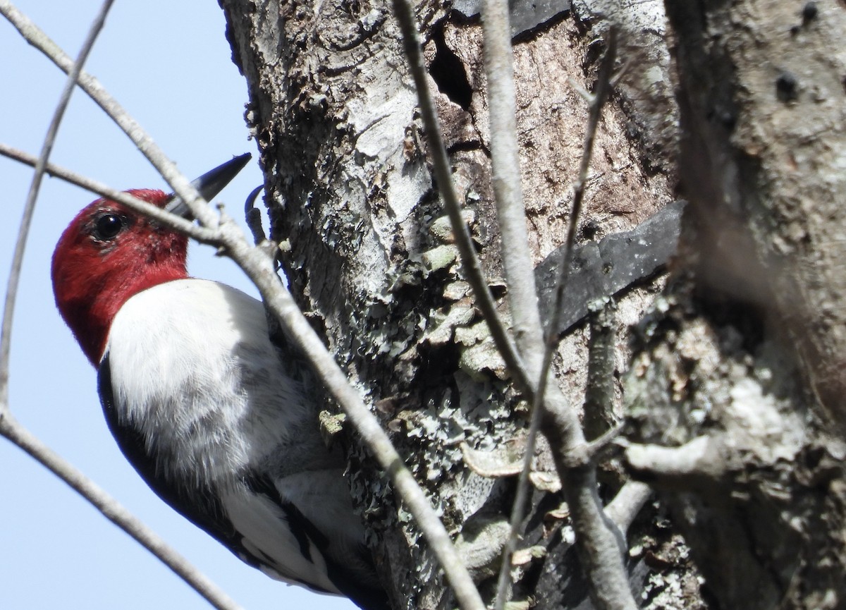 Red-headed Woodpecker - ML615479311