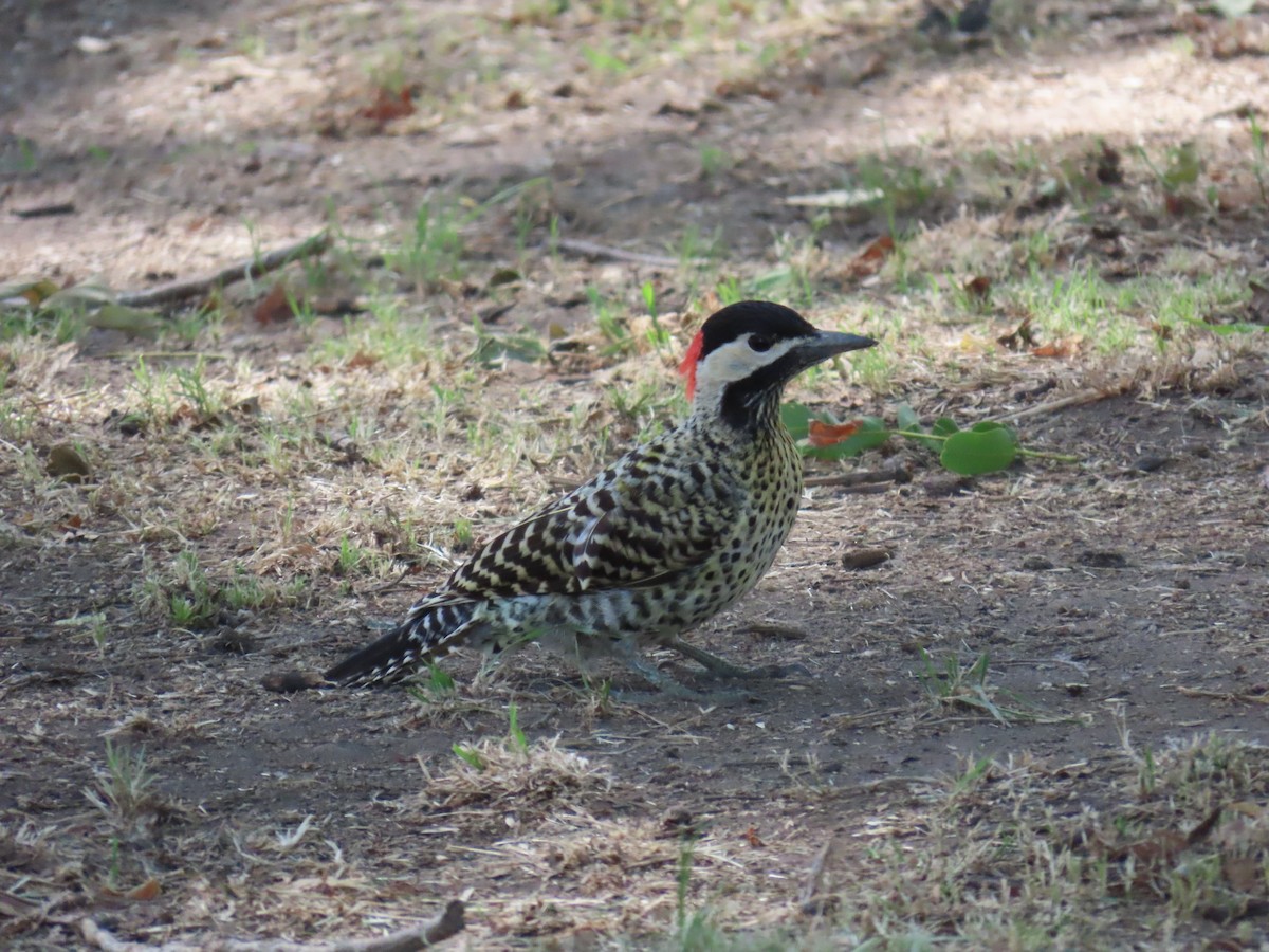 Green-barred Woodpecker (Golden-breasted) - ML615479344