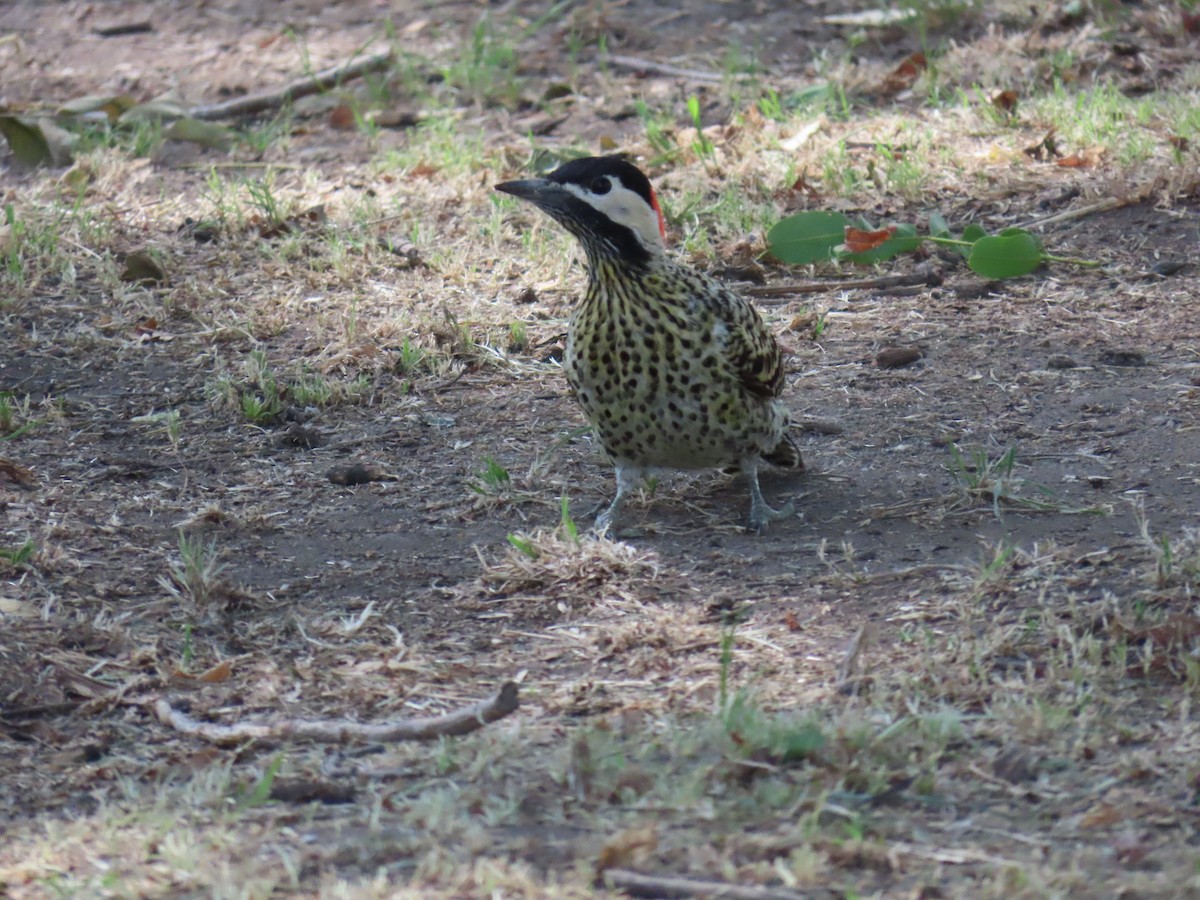 Green-barred Woodpecker (Golden-breasted) - ML615479348