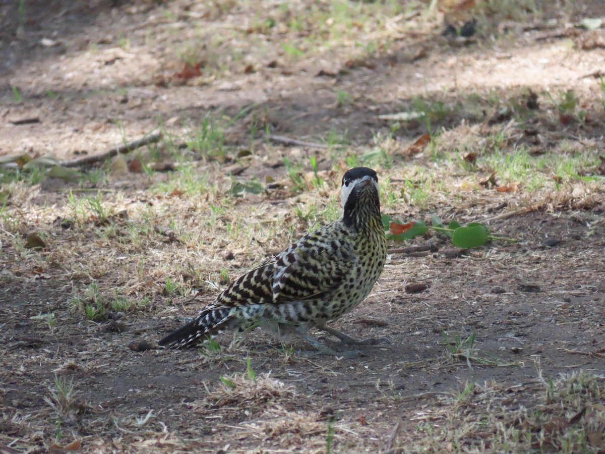 Green-barred Woodpecker (Golden-breasted) - ML615479349