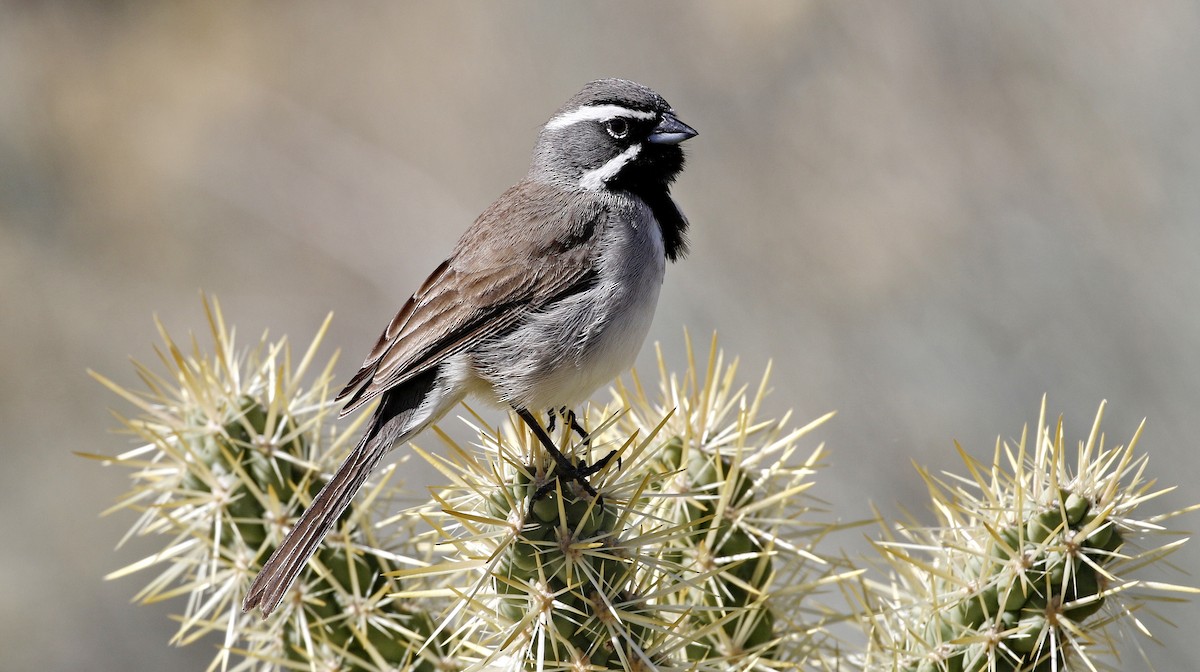 Black-throated Sparrow - ML615479356