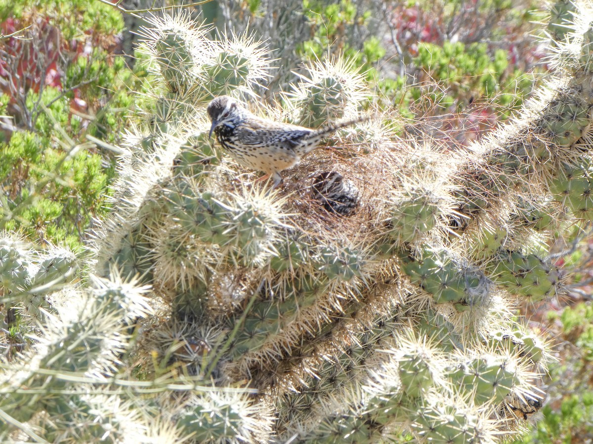 eBird Checklist - 29 Feb 2024 - Arizona-Sonora Desert Museum (please do ...