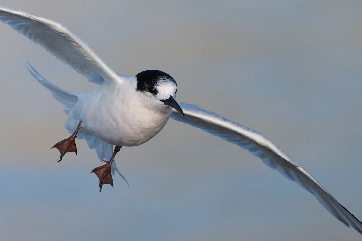 White-fronted Tern - ML615479430